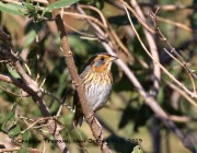 0J6A3652Saltmarsh_Sparrow