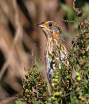 0J6A3680Saltmarsh_Sparrow