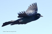 0J6A3722Boat-tailed_Grackle