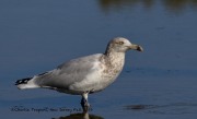 0J6A3775Herring_Gull