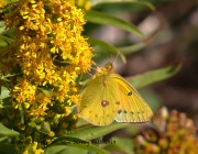 0J6A3784Clouded_Sulphur