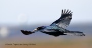 0J6A3808Boat-tailed_Grackle