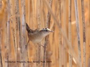 0J6A3815Marsh_Wren