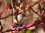 0J6A3825Palm_Warbler