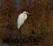 0J6A3834Great_Egret