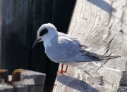 0J6A3843Forster's_Tern