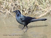 0J6A3873Boat-tailed_Grackle