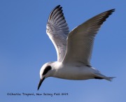 0J6A3879Forster's_Tern