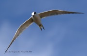 0J6A3889Forster's_Tern