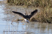 0J6A3894Greater_Yellowlegs
