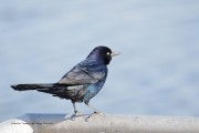 0J6A3911Boat-tailed_Grackle