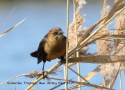 0J6A3914Boat-tailed_Grackle