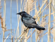 0J6A3922Boat-tailed_Grackle