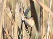 0J6A3945Marsh_Wren