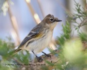 0J6A3948Yellow-rumped_Warbler