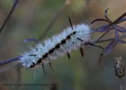 819A2406Hickory-tussock-moth