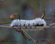 819A2408Hickory_tussock_moth