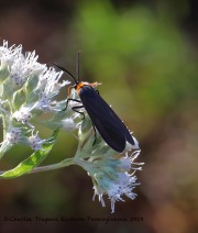 819A2411Yellow-collared_Scape_Moth
