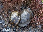 819A2427Box_Turtles