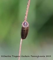 819A2442Winter_Firefly_Beetle