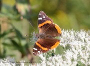 819A2453Red_Admiral