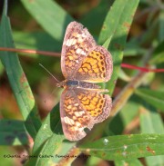 819A2463Checkerspot