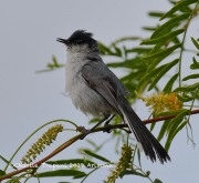 0J6A5423Black-tailed_Gnatcatcher