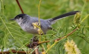 0J6A5440Black-tailed_Gnatcatcher