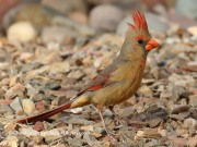 0J6A5447Northern_Cardinal