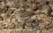 0J6A5454Rufous-winged_Sparrow