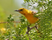 0J6A5462Hooded_Oriole