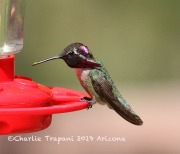 0J6A5474Costa's_Hummingbird