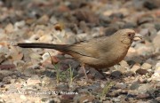 0J6A5486Abert's_Towhee