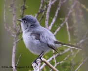0J6A5493Blue-gray_Gnatcatcher