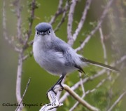 0J6A5496Blue-Gray_Gnatcatcher
