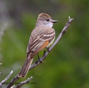 0J6A5499Ash-throated_Flycatcher