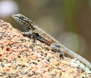 0J6A5504Side-Blotched_Lizard