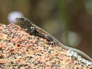 0J6A5507Side-blotched_Lizard