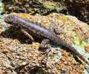 0J6A5512Kitchen_Creek_Lizard