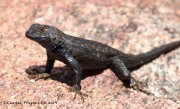0J6A5514Kitchen_Creek_Lizard