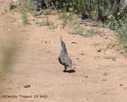 0J6A5518Mountain_Quail_Kitchen_Creek_CA