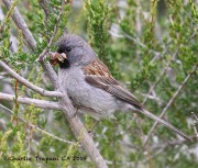 0J6A5530Black-chinned_Sparrow