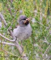 0J6A5532Black-chinned_Sparrow