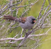 0J6A5547Black-chinned_Sparrow