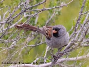 0J6A5548Black-chinned_Sparrow