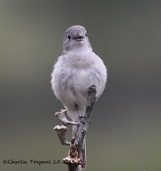 0J6A5589Gray_Vireo