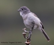 0J6A5595Gray_Vireo