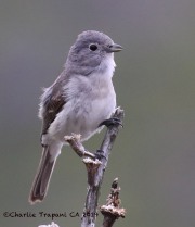 0J6A5606Gray_Vireo