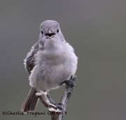 0J6A5609Gray_Vireo