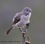 0J6A5613Gray_Vireo